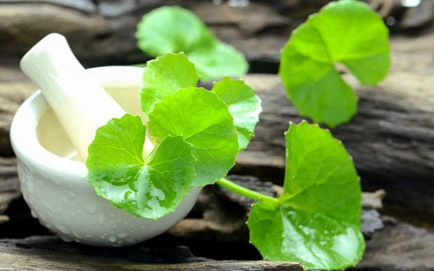 12 Health Benefits of the Brahmi Herb