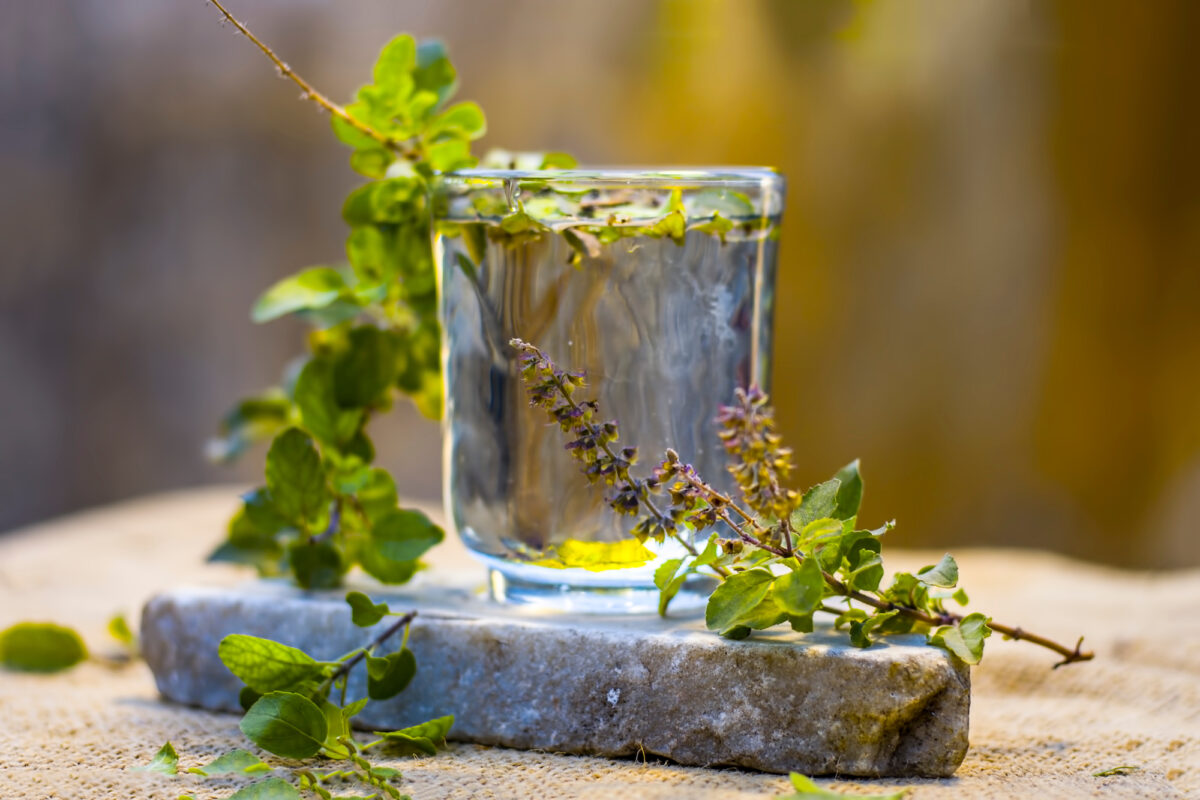 Tulsi (Holy Basil): Unveiling Its Immune-Boosting Benefits