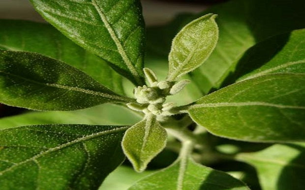 Ashwagandha – The Miracle Ayurvedic Herb