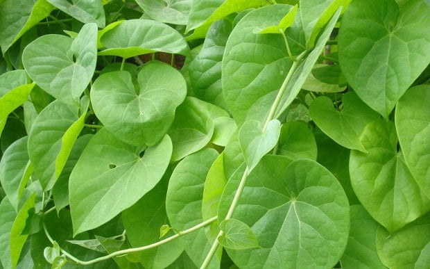 Ayurvedic Herbs: Guduchi Amrita (Benefits and Uses)